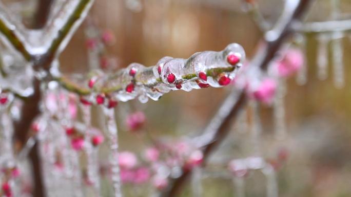 高清实拍冰天雪地的冻雨严寒天气