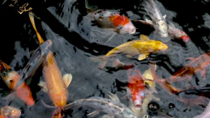 池塘里的彩色鲤鱼