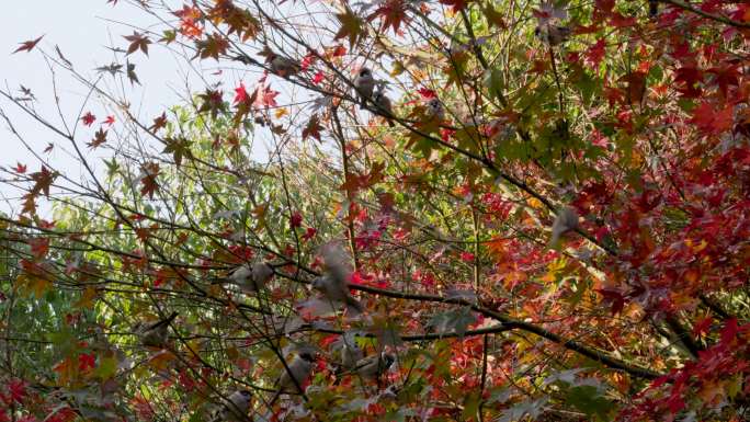 一群麻雀停止枫树上休息