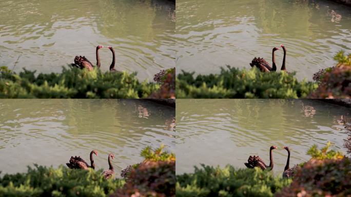 两只黑天鹅在水池中互相交流