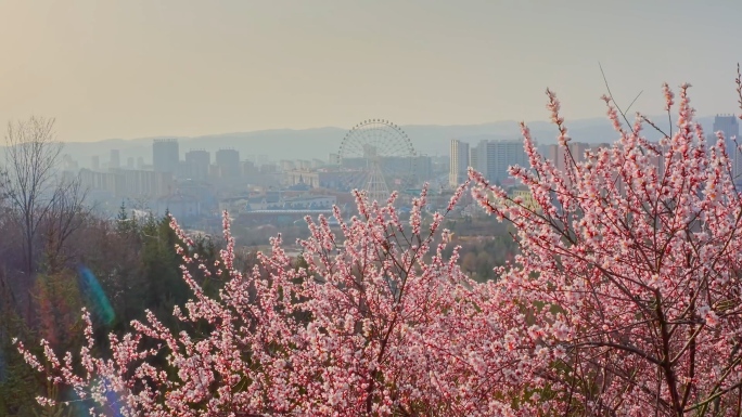 宁夏固原市自驾春天旅游桃花山花风光唯美