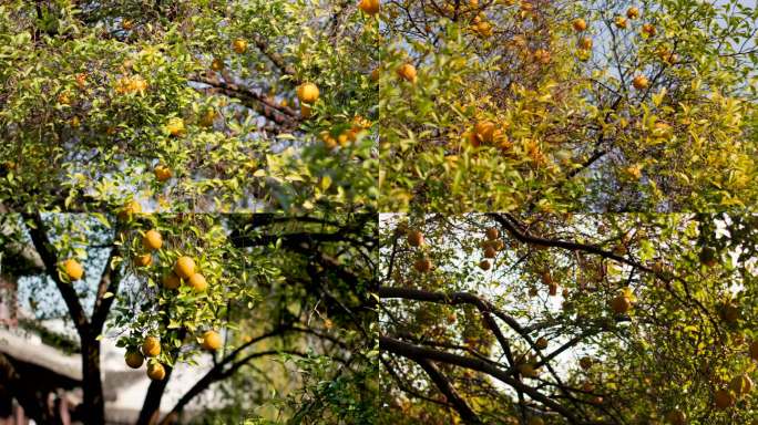 橘子树在中式园林