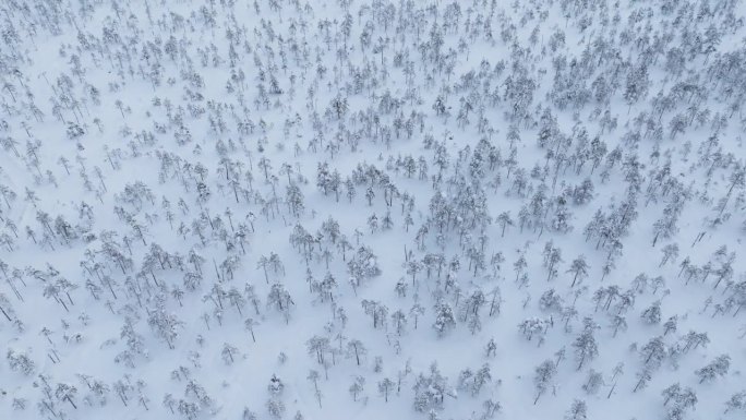 大雪冬松林和沼泽小道在一个阴天-空中无人机拍摄倾斜下来