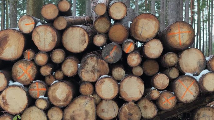 准备运输的砍下来的原木，堆放在被雪覆盖的森林道路上，在树木疾病剔除行动之后。