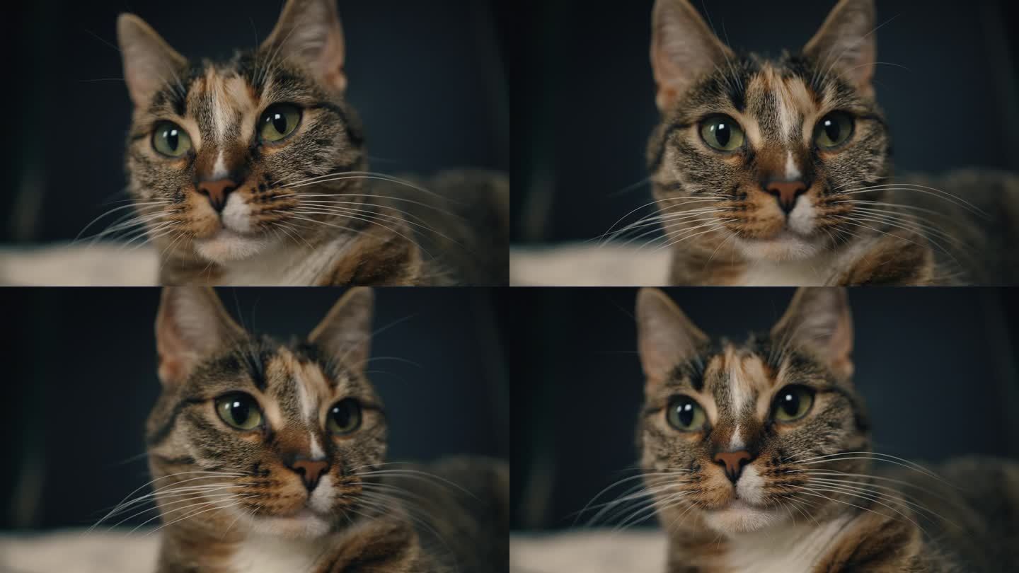近距离的肖像，华丽美丽的灰色条纹虎斑猫-看着相机。特写，猫脸的肖像
