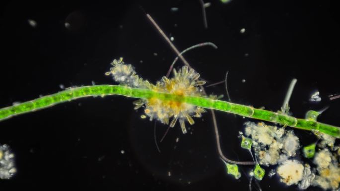 显微镜下的藻类微生物延时