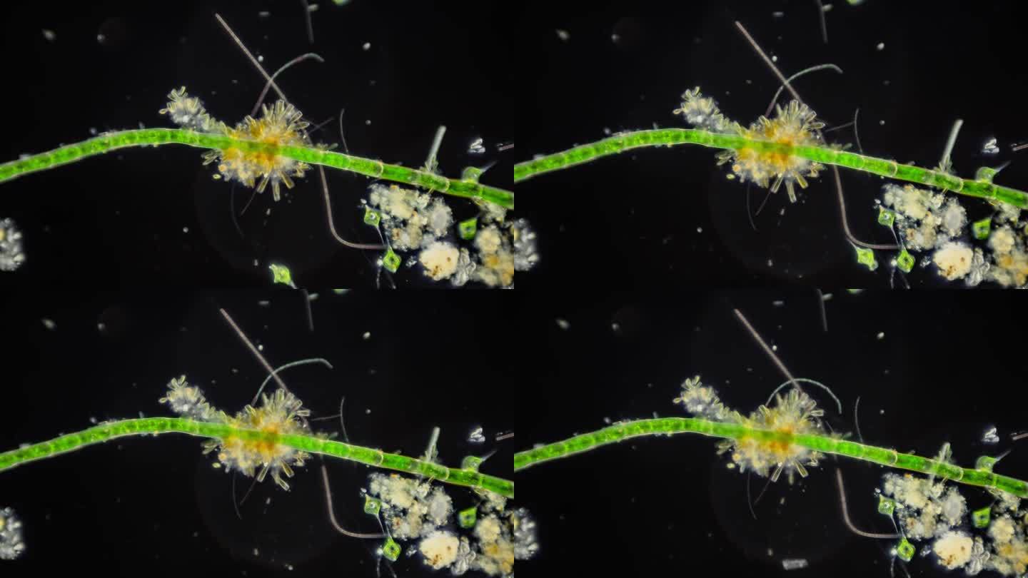 显微镜下的藻类微生物延时