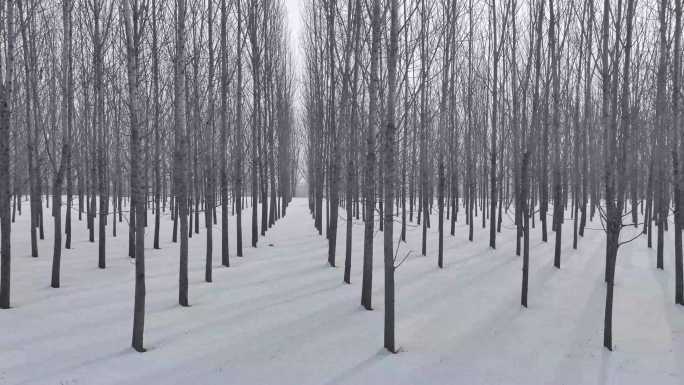 冬日雪景杨树林