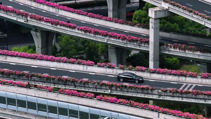 杭州高架月季花