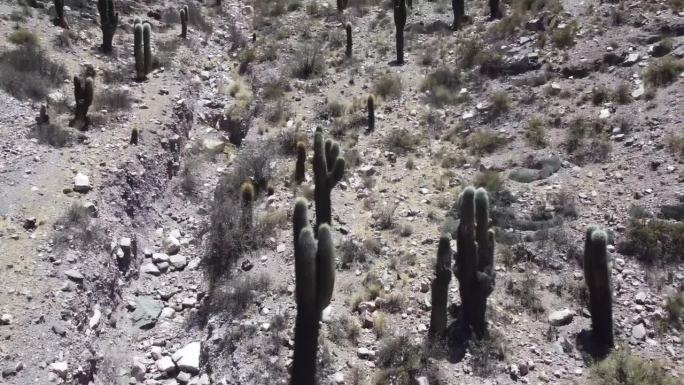 在阿根廷的一个干燥的岩石景观上，摄像机在一个满是Cardon Cacti植物(也被称为Echinop