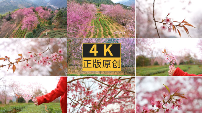 山坡上的茶园中樱花花开4K素材