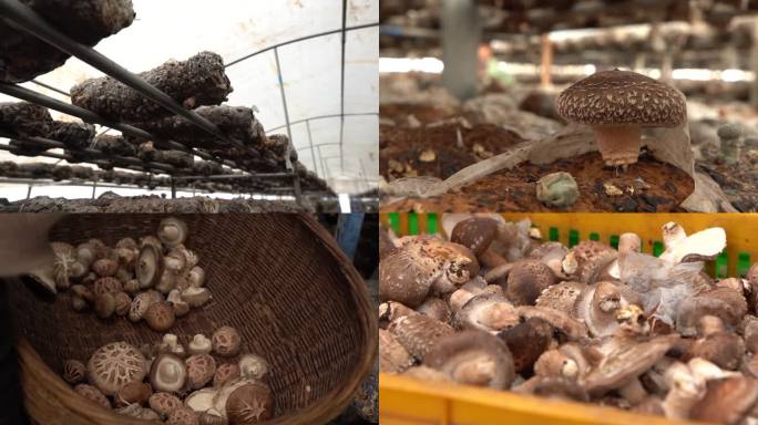 大棚香菇种植 香菇采摘
