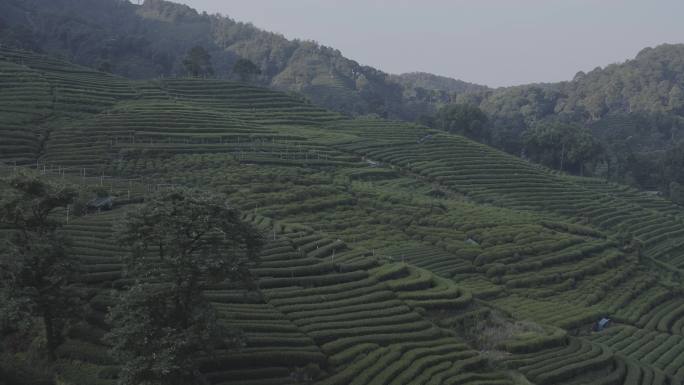 4K航拍茶园灰度模式