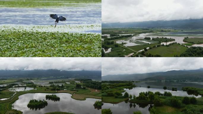 剑川 剑湖湿地 紫水鸡 鸟