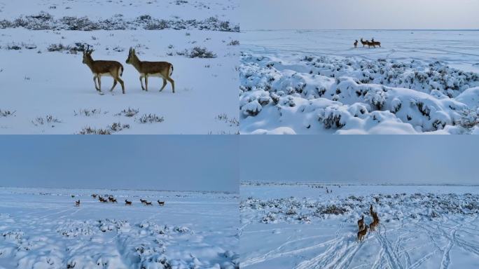 新疆阿克苏天山托木尔大峡谷雪景黄羊航拍