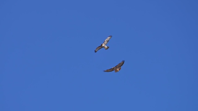 小红尾鹰和成年红尾鹰一起在蓝天中飞翔