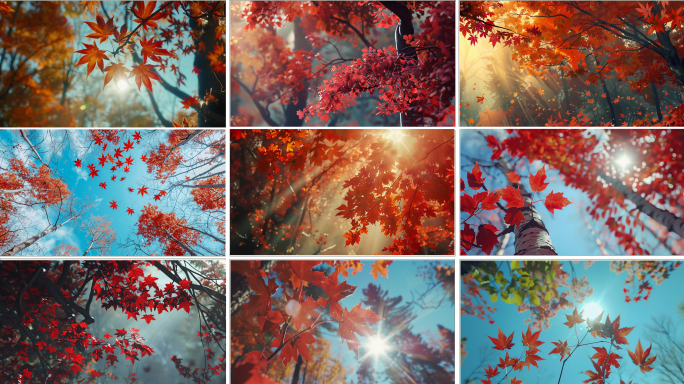 枫叶秋天枫树林红色枫叶立秋