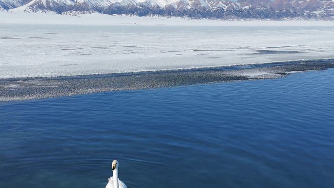 航拍冬日赛里木湖的天鹅和雪山