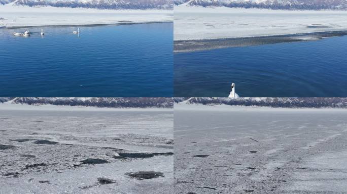 航拍冬日赛里木湖的天鹅和雪山