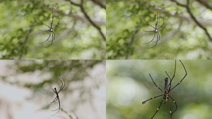 蜘蛛毒蜘蛛毒液