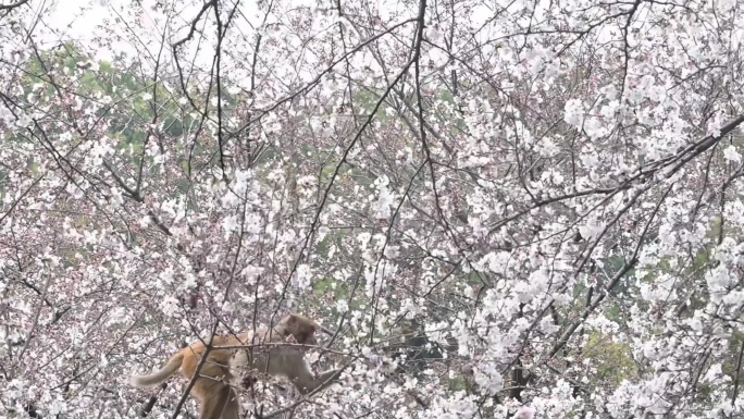 苏州上方山国家森林公园野生猕猴 4K