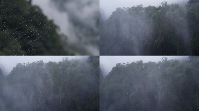 蜘蛛网 水汽 雾气 雨幡 情绪镜头