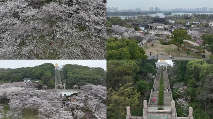 苏州上方山国家森林公园百花节视频 4K