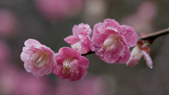 雨中的梅花