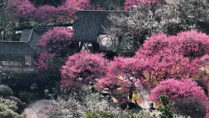 杭州植物园灵峰探梅