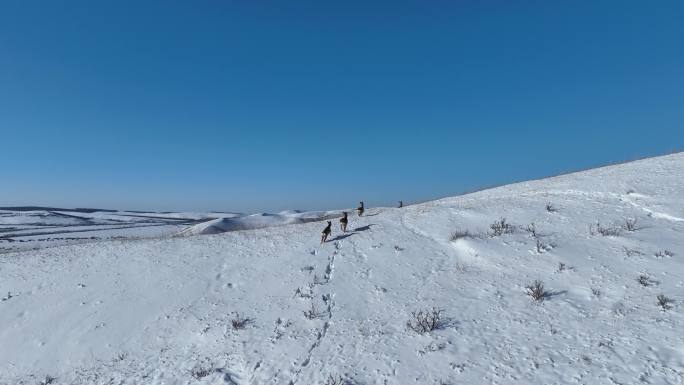 雪原山坡奔跑的狍子