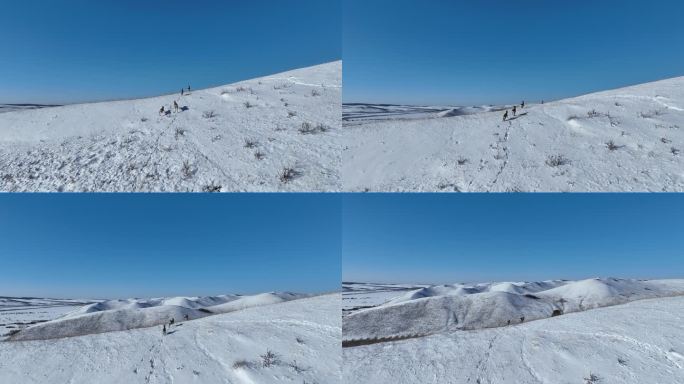 雪原山坡奔跑的狍子