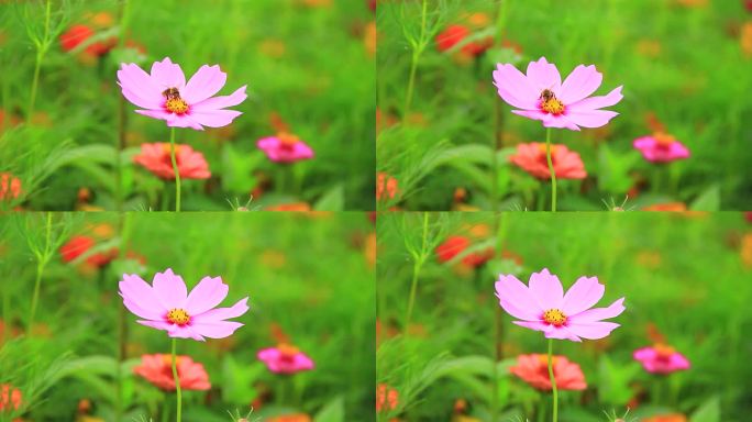 夏天蜜蜂在鲜花上采粉