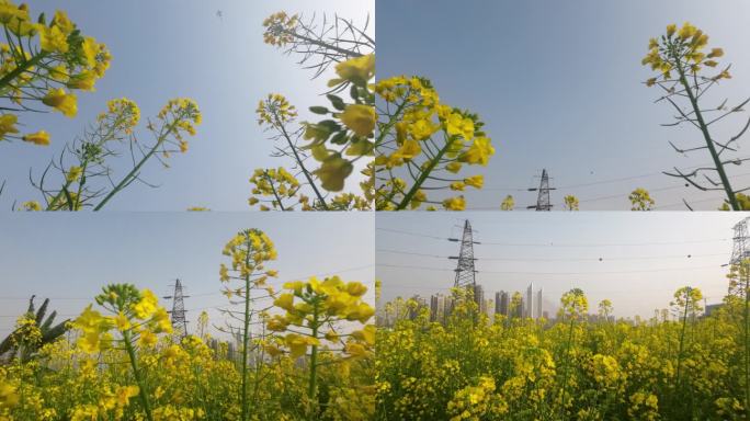 蓝天下微风吹动的油菜花田