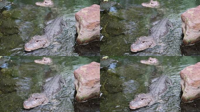 水里的两条扬子鳄，国家一级保护动物