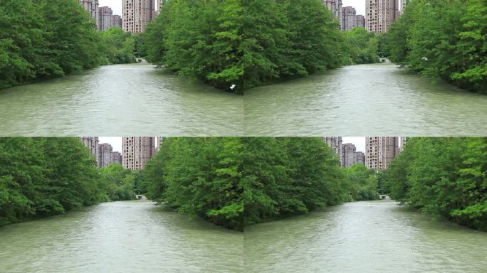 四川省成都市温江区江安河傍晚的白鹭