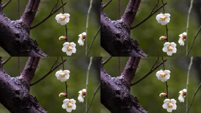 春天雨雪中的梅花花朵特写