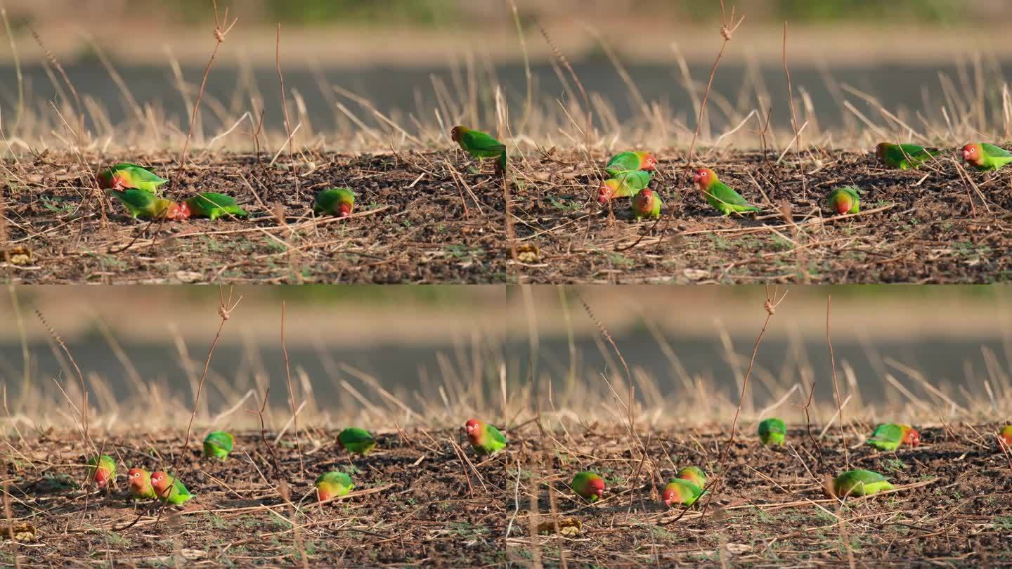 一群五颜六色的费希尔情侣鸟在坦桑尼亚的地面上觅食。广角镜头