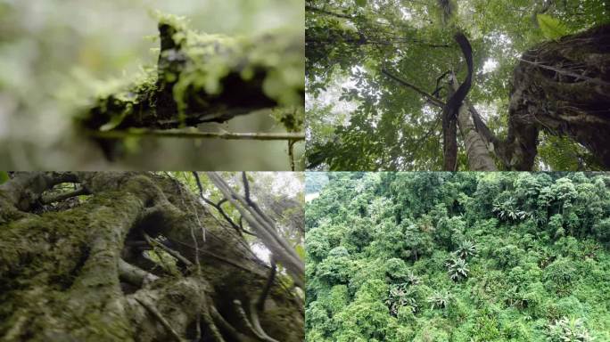 树林 雨林  光束 板根植物 南方 古朴