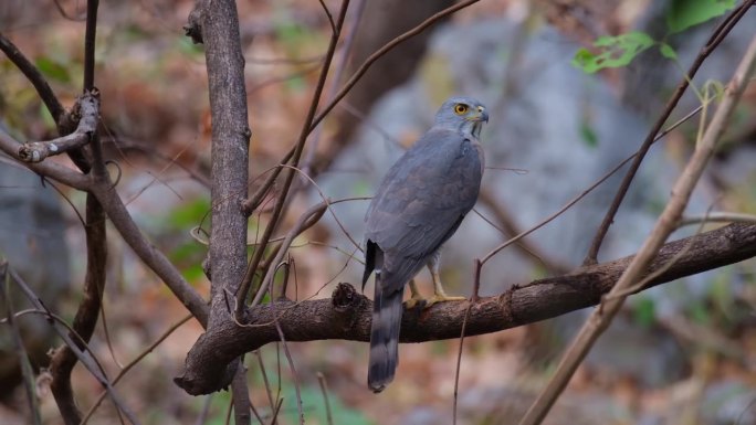 面对着右边，抬头看向干燥的森林场景，泰国凤头苍鹰Accipiter trivirgatus