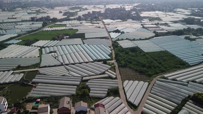 浙江浦江葡萄大棚种植园航拍