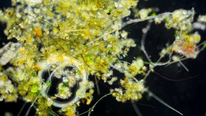 显微镜拍摄藻类微生物制氧