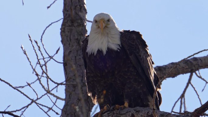 近距离观察一只栖息在树上的秃鹰