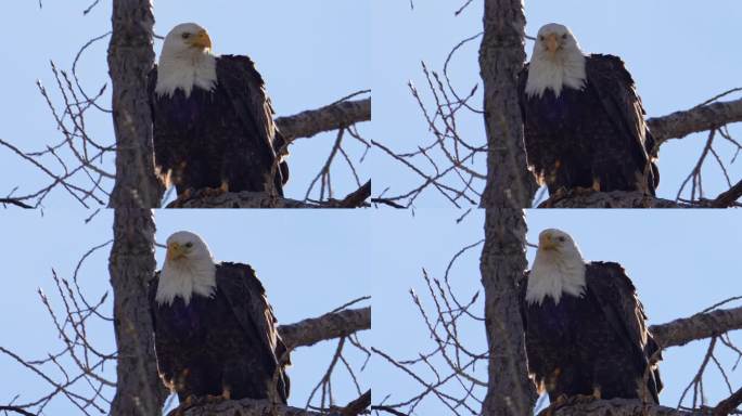 近距离观察一只栖息在树上的秃鹰