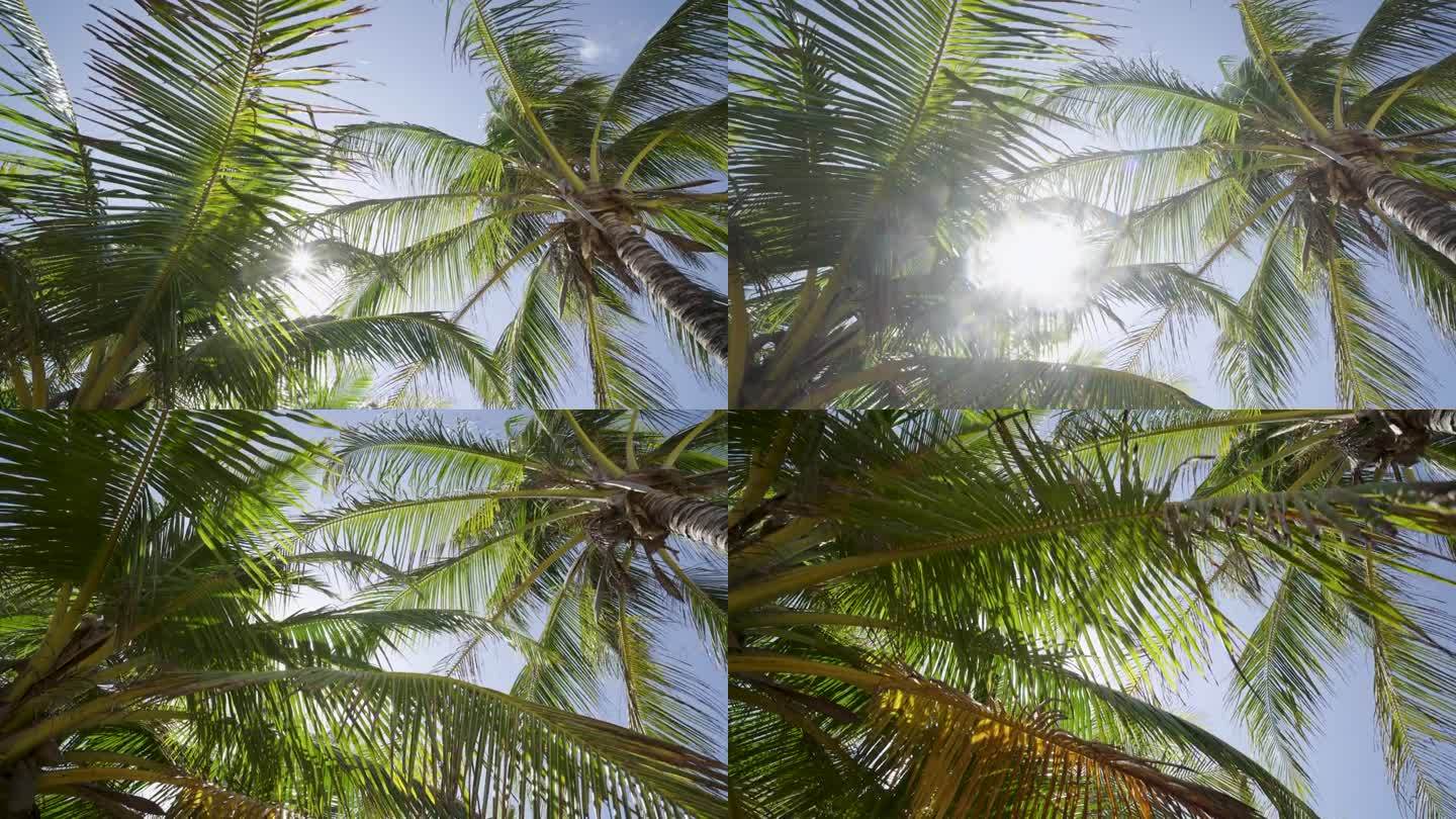 椰子树下，阳光明媚，透过树枝摇曳，风明媚。