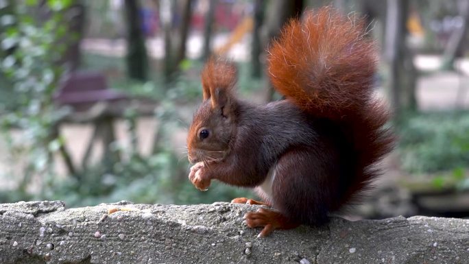 毛茸茸的野生松鼠在森林里啃坚果。可爱的棕色啮齿动物在秋天的公园里吃坚果。在户外咀嚼食物的小鼠尾草的肖