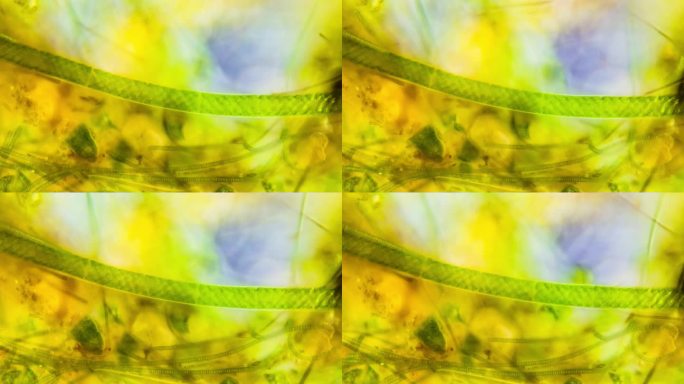 显微镜水棉藻类延时摄影