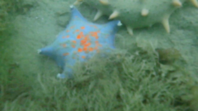 海底潜拍 海参 海星 海草 水下水生物