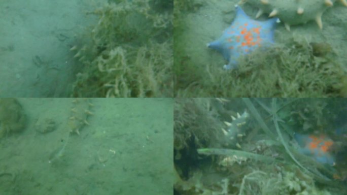 海底潜拍 海参 海星 海草 水下水生物