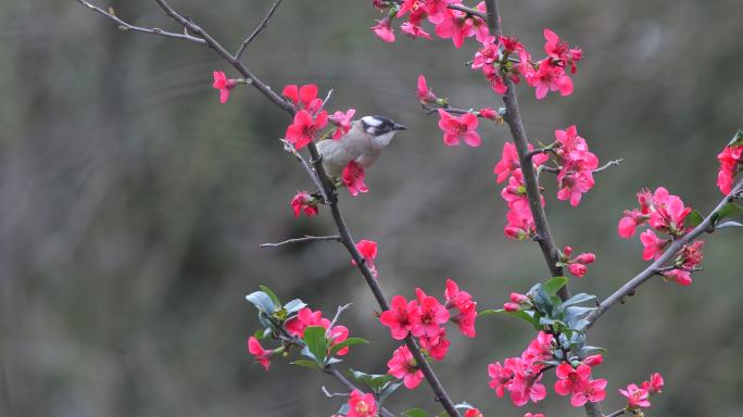 春天原始素材