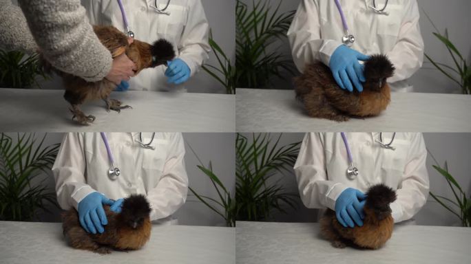 兽医正在检查一只母鸡。医生对家禽的治疗。